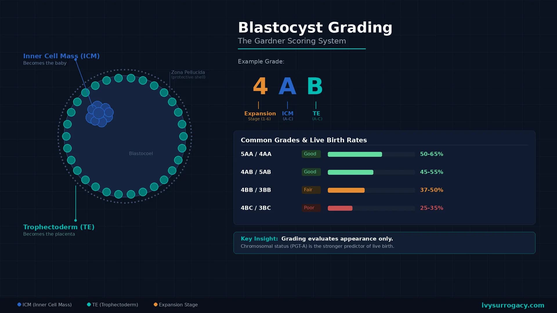 Featured image showing a blastocyst cross-section diagram with labeled inner cell mass and trophectoderm, the Gardner grading system breakdown of a 4AB score, and a comparison chart of common blastocyst grades (5AA to 3BC) with their corresponding SART classifications and live birth rates.